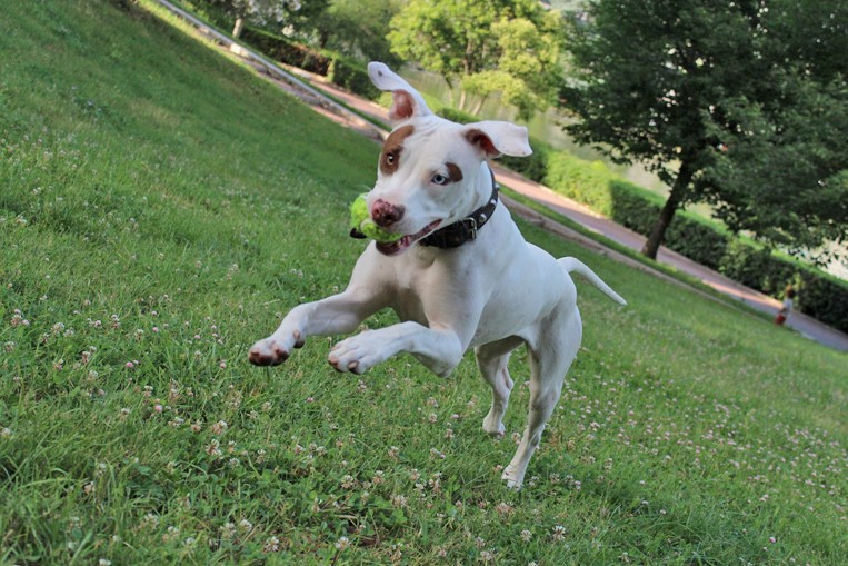 Dog with ball, pet care
